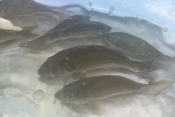 鲤鱼可以活多少年，有些可以活100年左右