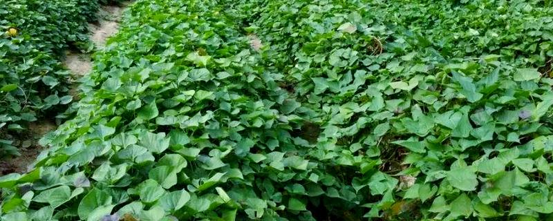 红薯的高效种植技术，育苗时间适当提早于2月中旬