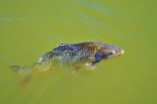 鲤鱼可以活多少年，有些可以活100年左右