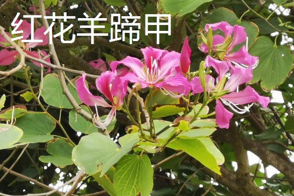 教师节可以送什么花，可以选择康乃馨、水蜜桃玫瑰等