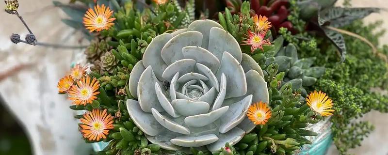 宝石花的浇水方法，要遵循不干不浇、浇则浇透的原则