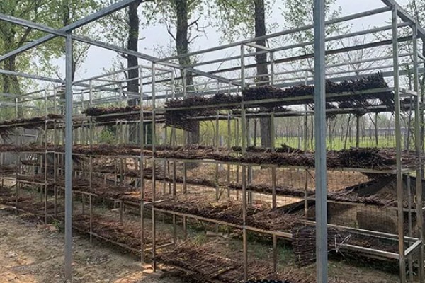 金蝉的繁殖方法，埋入卵枝后要注意对植物追肥