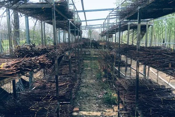 金蝉的繁殖方法，埋入卵枝后要注意对植物追肥