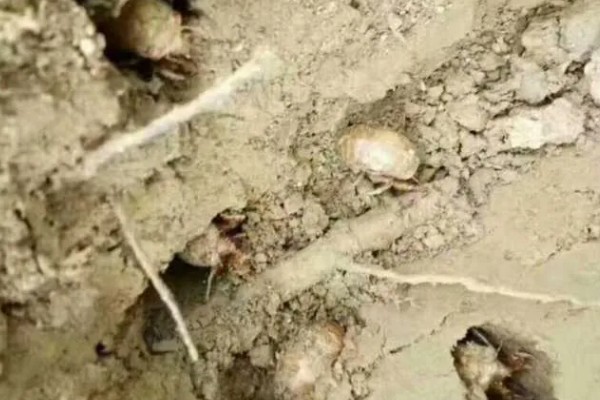 金蝉的繁殖方法，埋入卵枝后要注意对植物追肥
