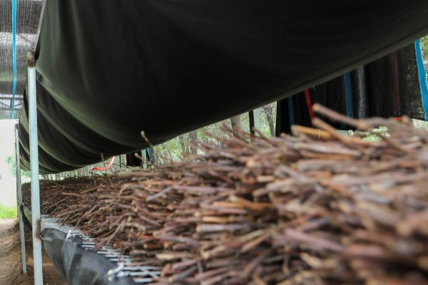 金蝉的繁殖方法，埋入卵枝后要注意对植物追肥