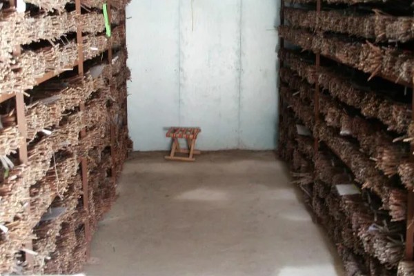 金蝉的繁殖方法，埋入卵枝后要注意对植物追肥