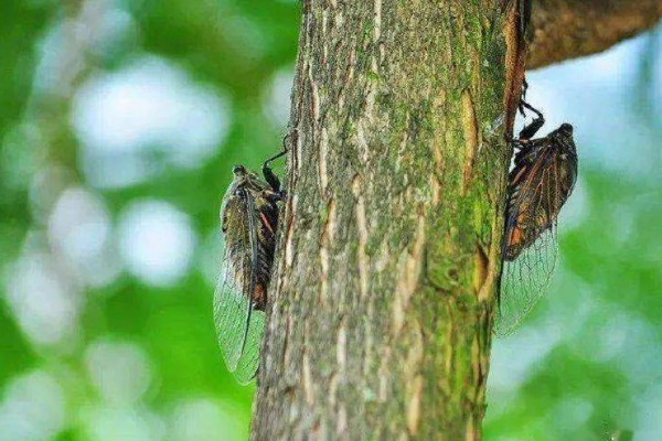 金蝉的繁殖方法，埋入卵枝后要注意对植物追肥