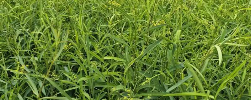 柴胡怎么种植，移栽株距为7-10厘米