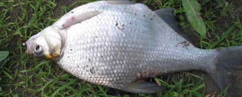 武昌鱼的价格，零售价为10-15元一斤