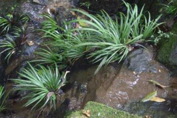 石菖蒲的种植技术，喜欢在阴湿的环境生长