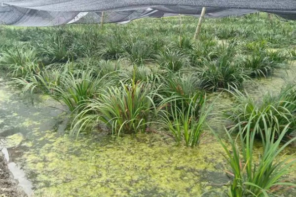 石菖蒲的种植技术，喜欢在阴湿的环境生长