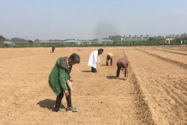 石菖蒲的种植技术，喜欢在阴湿的环境生长