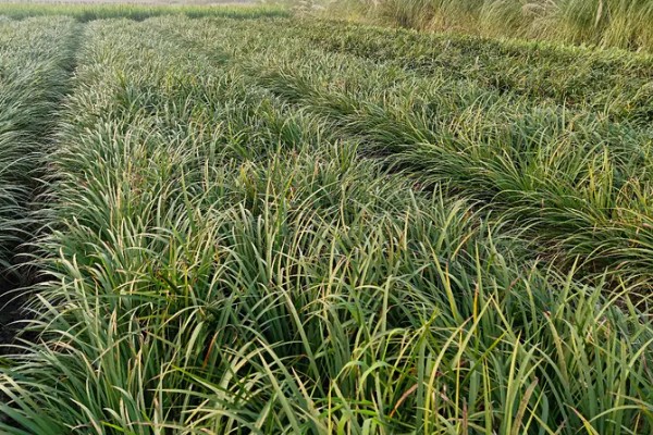 石菖蒲的种植技术，喜欢在阴湿的环境生长