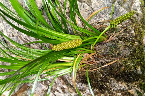 石菖蒲的种植技术，喜欢在阴湿的环境生长