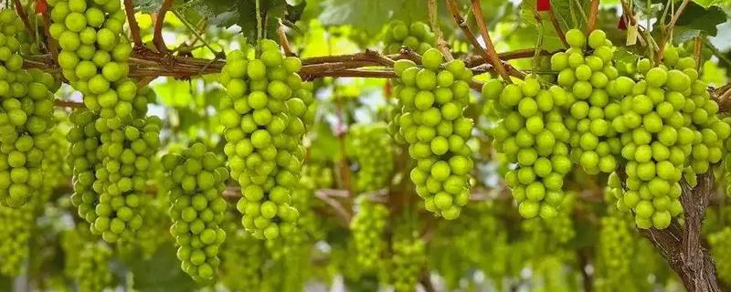 阳光玫瑰葡萄的成熟时间，熟期一般是8月份