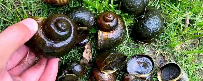 福寿螺可以吃吗，口感不佳且容易感染寄生虫