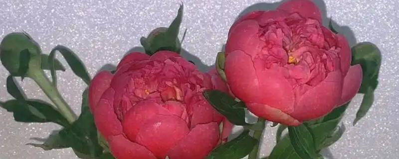 落日珊瑚芍药变色的原因，花青素降解后颜色会消退
