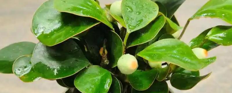 小盼菩提的养殖方法，在土壤表面干透后再浇水