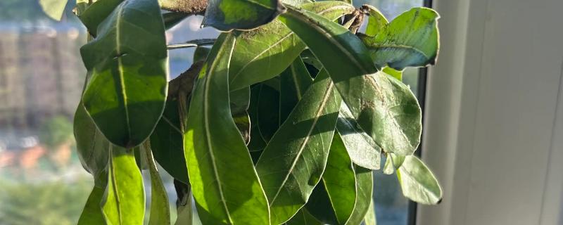 沙漠玫瑰的栽种方法，种植时要让根系舒展