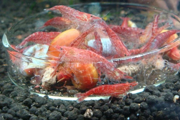 樱花虾的食物，主要吃藻类和浮游生物