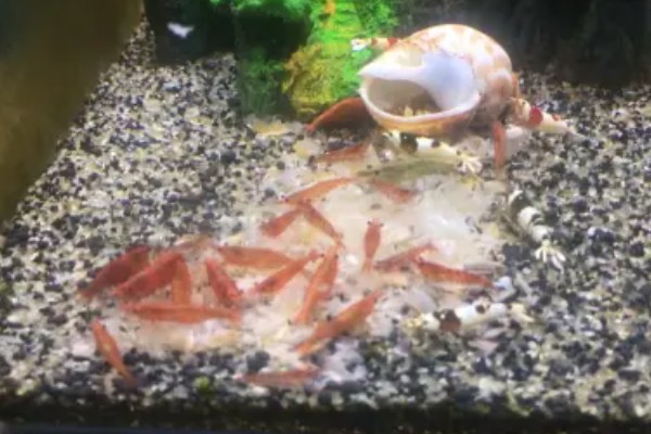 樱花虾的食物，主要吃藻类和浮游生物