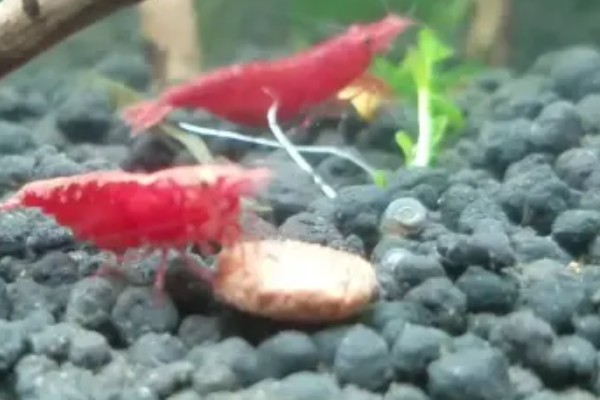 樱花虾的食物，主要吃藻类和浮游生物