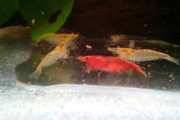 樱花虾的食物，主要吃藻类和浮游生物