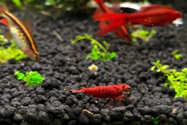 樱花虾的食物，主要吃藻类和浮游生物