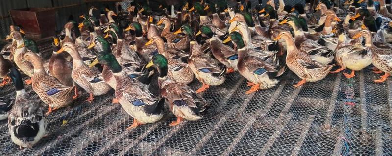 鸭子的存活时间，一般为6-8年左右