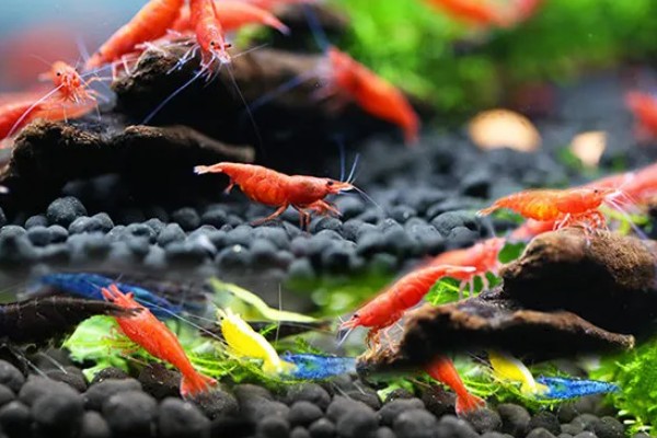 樱花虾的食物，主要吃藻类和浮游生物