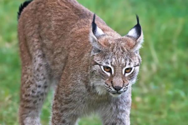 猞猁是哪种动物，属于中型猛兽