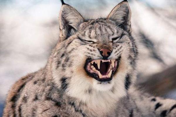 猞猁是哪种动物，属于中型猛兽