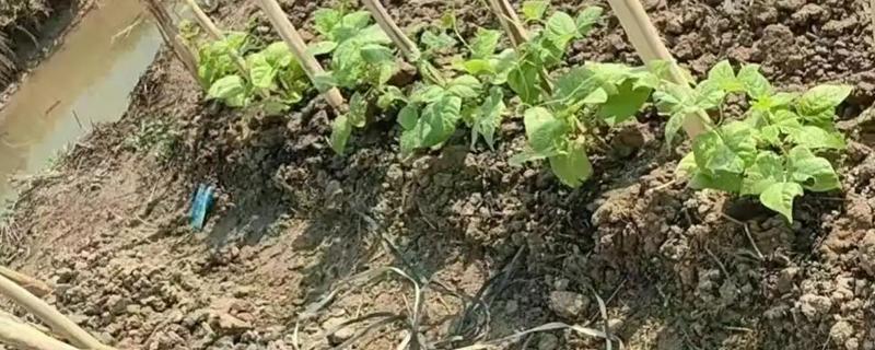 豆角可以浇大粪水吗，是可以冲施大粪水的