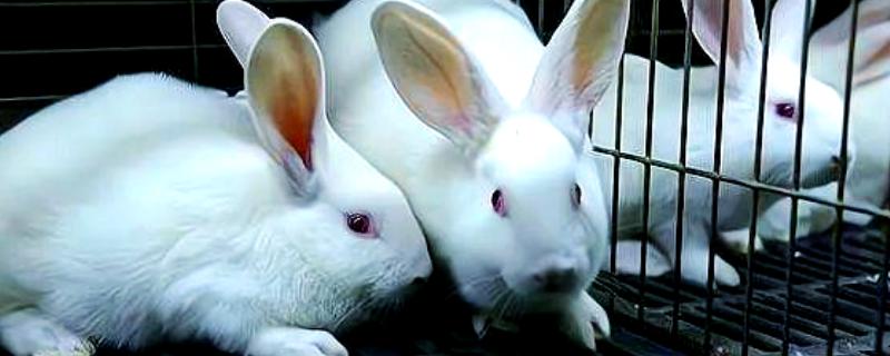 怎么鉴别母兔是否怀孕，毛色变得光亮且乳房凸显