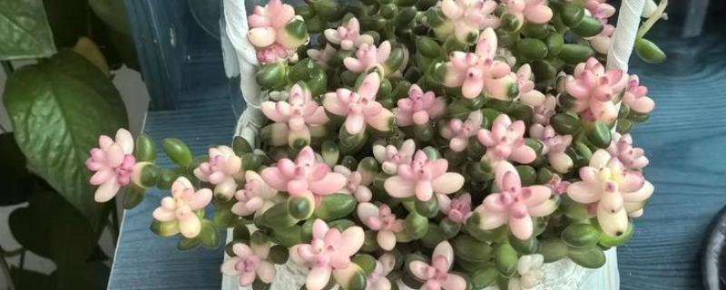 玉坠多肉的养殖方法，使用疏松透气的砂质土种植