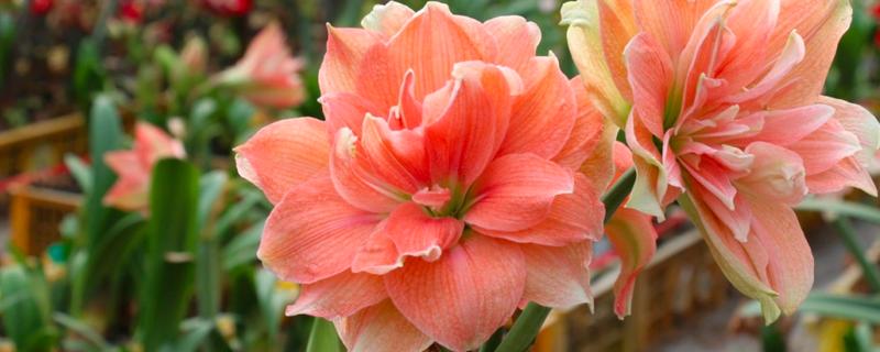 怎样让朱顶红球茎变大，一定要让它获取充足的水分