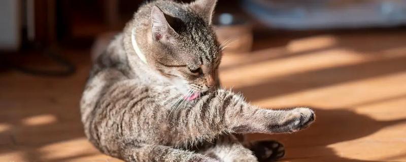 猫癣怎么治疗，用铭瑞宁喷涂皮肤可以改善情况