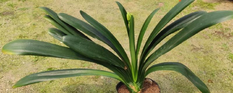 让君子兰开花的方法，花芽分化前要追施磷肥