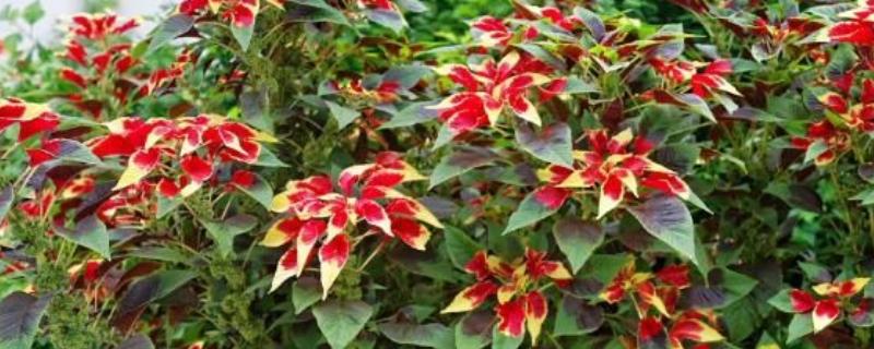 雁来红的简介，是苋科、苋属草本植物