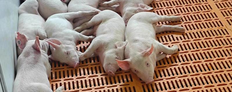 仔猪生后多大前靠母乳供给营养，20日龄前