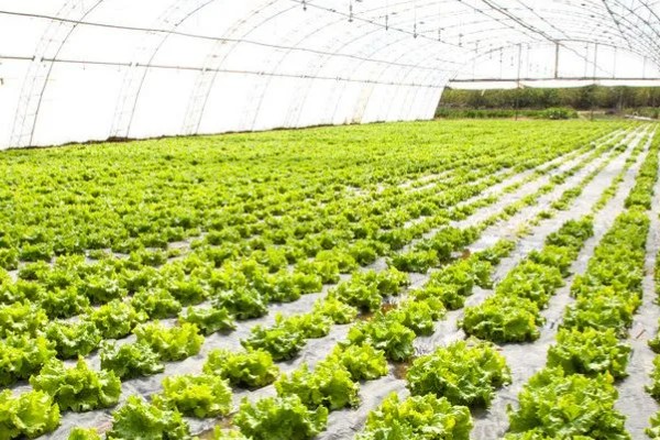 什么是反季节大棚蔬菜，是指春季提前生产的蔬菜