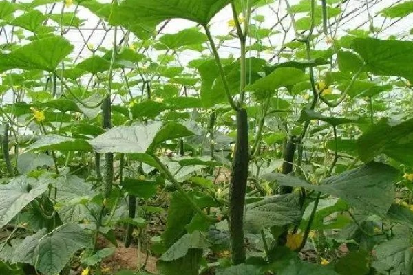 什么是反季节大棚蔬菜，是指春季提前生产的蔬菜