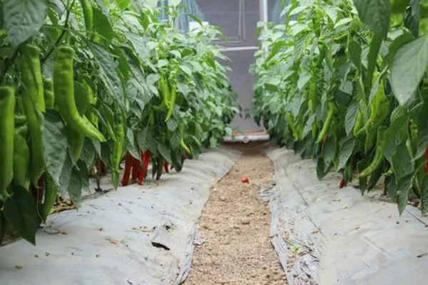 什么是反季节大棚蔬菜，是指春季提前生产的蔬菜