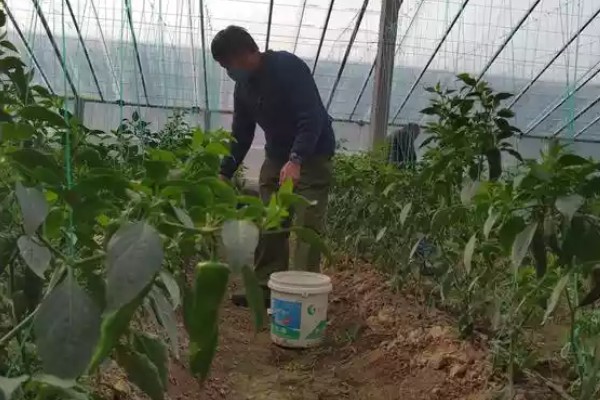 什么是反季节大棚蔬菜，是指春季提前生产的蔬菜