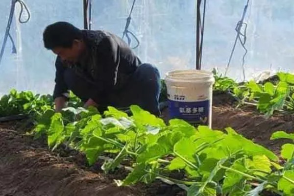 什么是反季节大棚蔬菜，是指春季提前生产的蔬菜