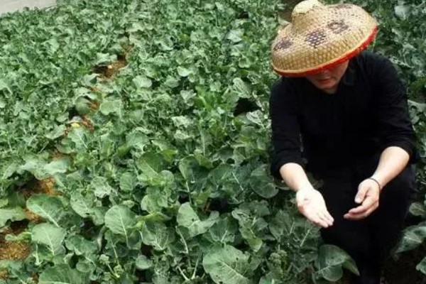 什么是反季节大棚蔬菜，是指春季提前生产的蔬菜