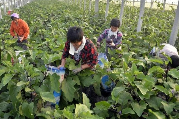 什么是反季节大棚蔬菜，是指春季提前生产的蔬菜