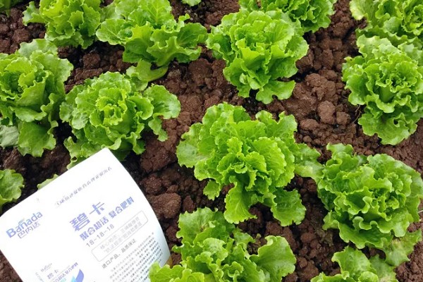 什么是反季节大棚蔬菜，是指春季提前生产的蔬菜