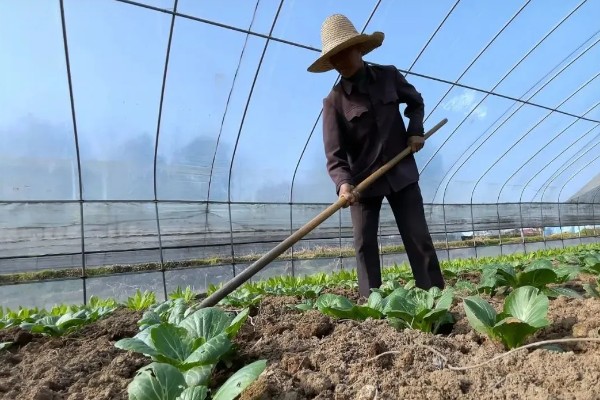 什么是反季节大棚蔬菜，是指春季提前生产的蔬菜