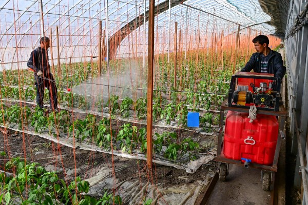 什么是反季节大棚蔬菜，是指春季提前生产的蔬菜
